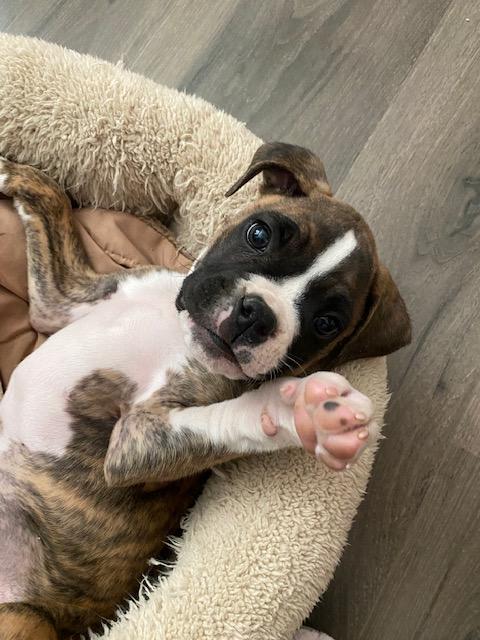 A boxer puppy on its back in a dog bed.