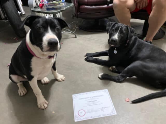 A dog sitting and another laying on the floor next to a certificate.