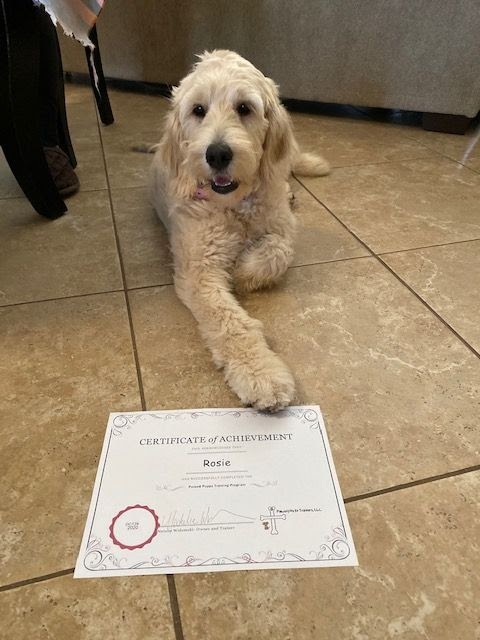 A shaggy haired white and blonde dog laying by her certificate of achievement.