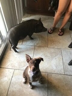 A small dog sitting on tile with a small pig standing behind it.