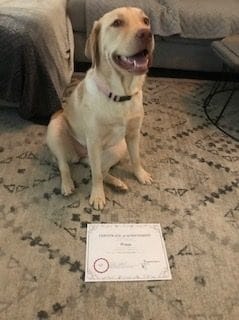 A blonde dog sitting on a rug by a certificate.