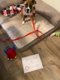 A boxer on an orange leash sitting on her bed next to a certificate.