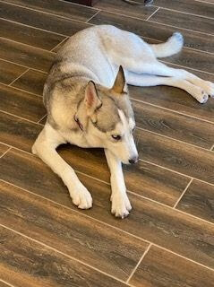 A light colored husky laying on a wood floor.