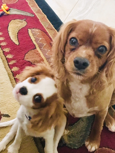 Two Cocker Spaniels sitting up against each other.