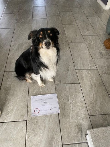 Long haired black and white dog sitting by its certificate of achievement.