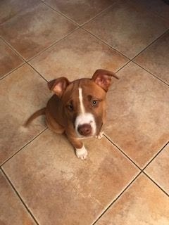 Reddish brown Pit Bull mix seated on tile.