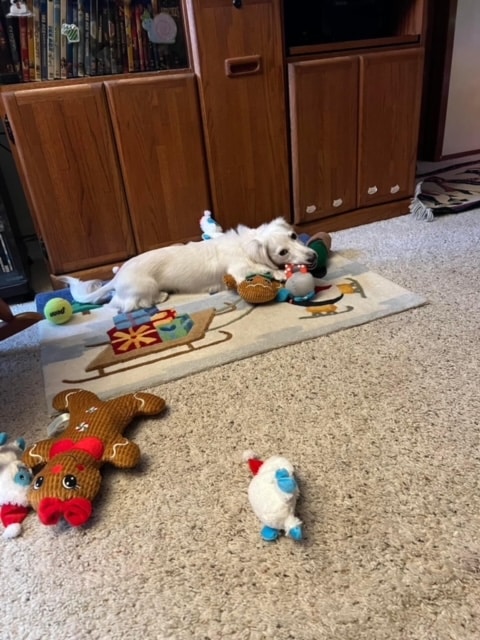 A white puppy laying on a rug with his toys.