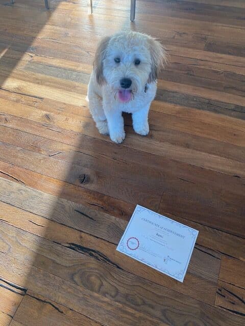 A small, white dog sitting next to a certificate.
