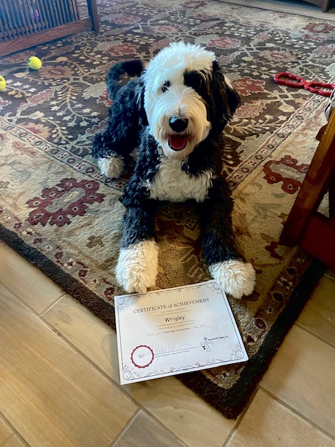 An old english sheepdog-golden doodle mix with black and white marking laying next to a certificate.