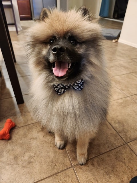 A fluffy Keeshond puppy wearing a bowtie.