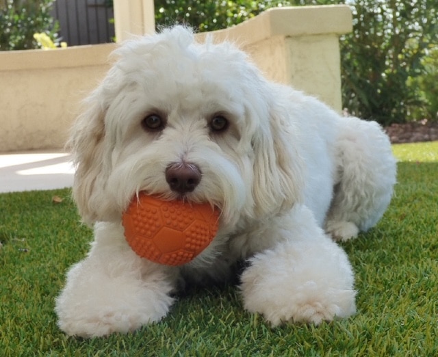 A small white puppy holding an orange ball in her mouth.