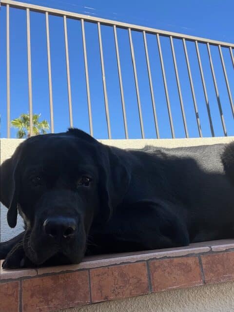 A black English Labrador laying down under a blue sky looking directly at the camera.