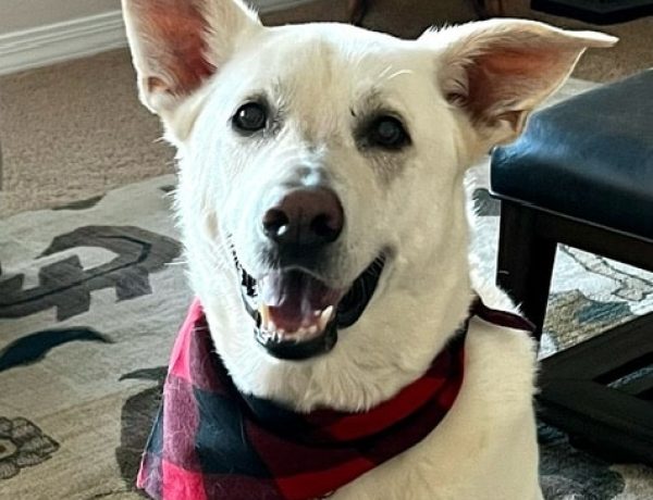 A large breed white dog with his ears perked up.