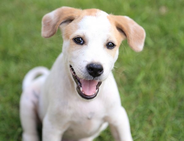 A white dog with tan spots sitting in the grass.